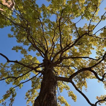 Salas Tree Service - Tree Services Near Me - Bethany, Oklahoma Salas Tree Service - Tree Services Near Me - Bethany, Oklahoma