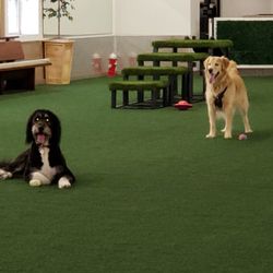 Woofs Canine Club & Indoor Dog Park