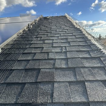 Shine Bright Solutions - Bird proofing solar panel - Window Washing Near Me Shine Bright Solutions - Bird proofing solar panel - Window Washing Near Me
