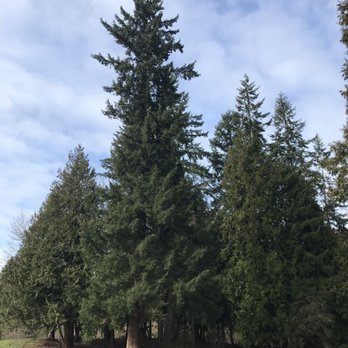 Centennial Park - Big, tall trees! - Parks Near Me - Bothell, Washington Centennial Park - Big, tall trees! - Parks Near Me - Bothell, Washington