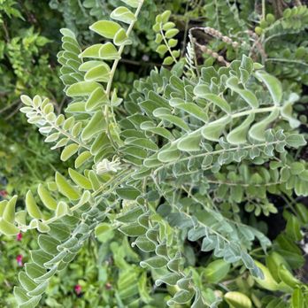 JRN Nursery 2 - Nurseries & Gardening Near Me - Houston, Texas