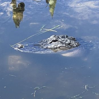 Grantham Point - Huge gator! Hunting careless tourists... - Parks Near Me - Mount Dora, Florida Grantham Point - Huge gator! Hunting careless tourists... - Parks Near Me - Mount Dora, Florida