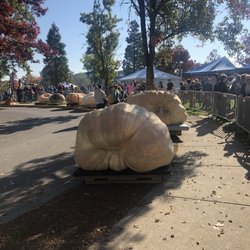 West Coast Giant Pumpkin Regatta
