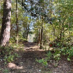 Belleplain State Forest - Lake Access from site 25