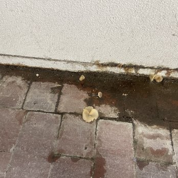Uptown Square Apartment Homes by Pinnacle - More fungus from the leak. - Apartments Near Me - Denver, Colorado Uptown Square Apartment Homes by Pinnacle - More fungus from the leak. - Apartments Near Me - Denver, Colorado