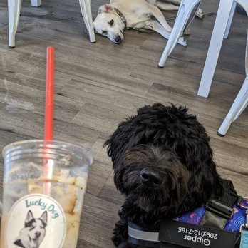Lucky Dog Coffee - Please can I play? - Coffee & Tea Near Me - Simi Valley, California Lucky Dog Coffee - Please can I play? - Coffee & Tea Near Me - Simi Valley, California