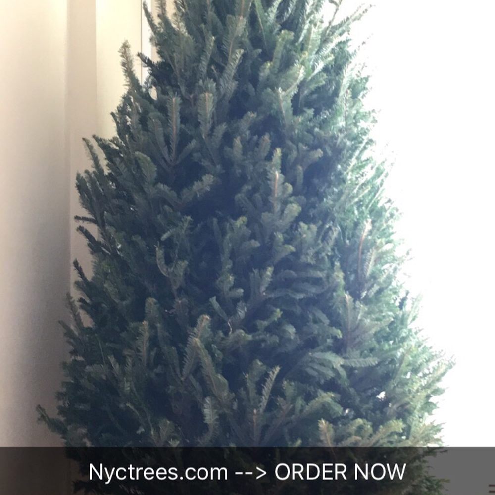 NYC Trees - Perfect tree! 6-7ft size - Christmas Trees Near Me - New York, New York NYC Trees - Perfect tree! 6-7ft size - Christmas Trees Near Me - New York, New York