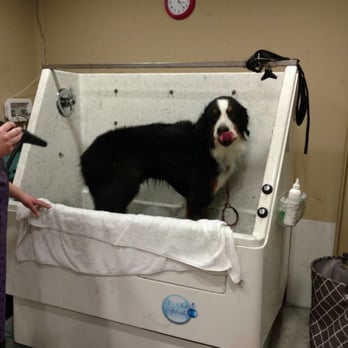 Groomalon - Our Electric Bathtubs are just 1 of our signature salon safty features. - Pet Groomers Near Me - Hilton Head Isle, South Carolina Groomalon - Our Electric Bathtubs are just 1 of our signature salon safty features. - Pet Groomers Near Me - Hilton Head Isle, South Carolina