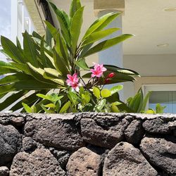 Hapa Landscaping