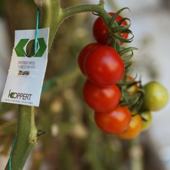 MightyVine - Farms Near Me - Rochelle, Illinois