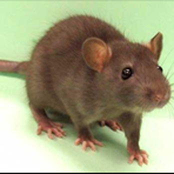 Manny's Termite & Pest Control - Rat season is here,call us today for your free rat inspection a $95 .00 value - Pest Control Near Me Manny's Termite & Pest Control - Rat season is here,call us today for your free rat inspection a $95 .00 value - Pest Control Near Me