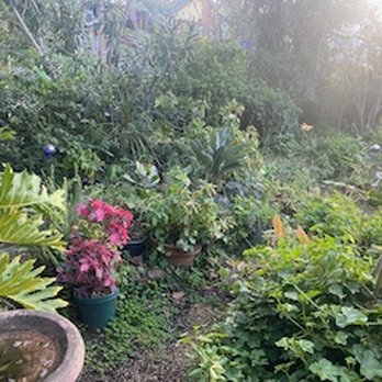 MsGardening - Before - Landscaping Near Me