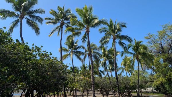 Puʻukoholā Heiau National Historic Site by null