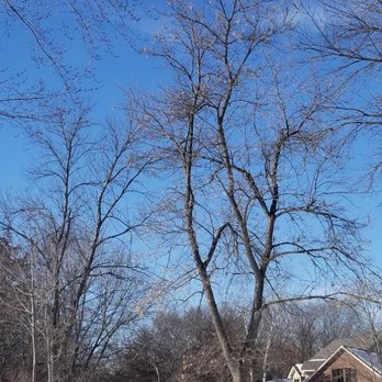 Pierce Tree Cutting Service - Tree Services Near Me Pierce Tree Cutting Service - Tree Services Near Me