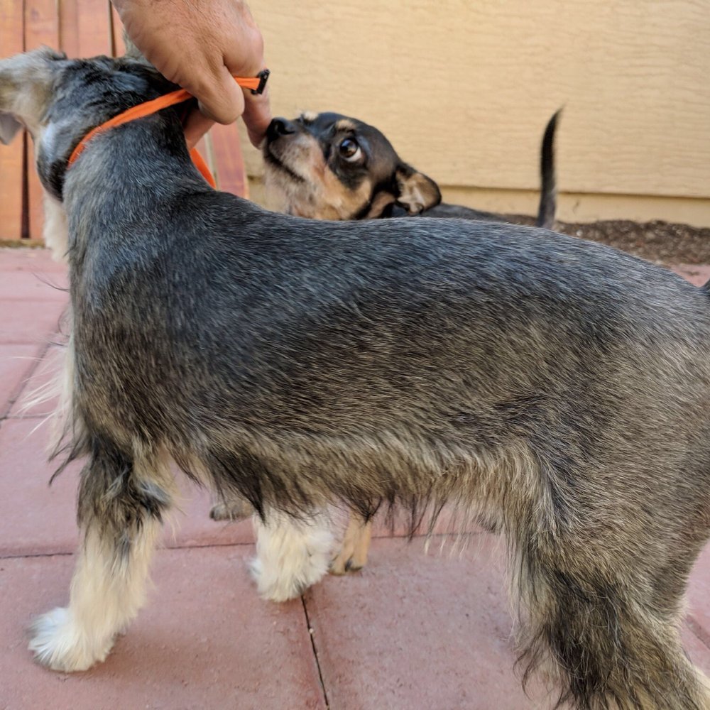 Furry Beginnings - Pet Groomers Near Me - Gilbert, Arizona Furry Beginnings - Pet Groomers Near Me - Gilbert, Arizona