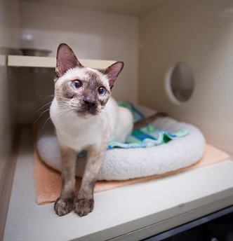 cat boarding etobicoke