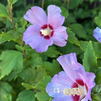 Broome & Orchard - Hibiscus flowers out front. - Burgers Near Me - Sedona, Arizona