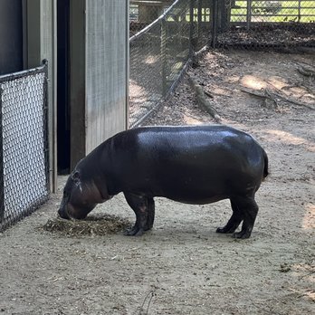Montgomery Zoo - Zoos Near Me - Montgomery, Alabama
