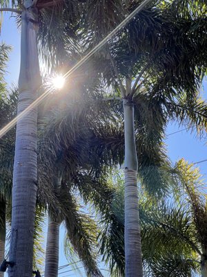 The Patio Tampa by null