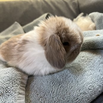 Kokopelli Kits - Live Easter Bunny has arrived - broken cream. - Pet Breeders Near Me Kokopelli Kits - Live Easter Bunny has arrived - broken cream. - Pet Breeders Near Me