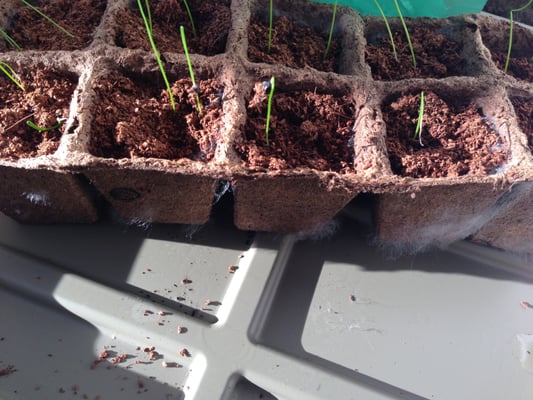 Burpee Seeds and Plants by null