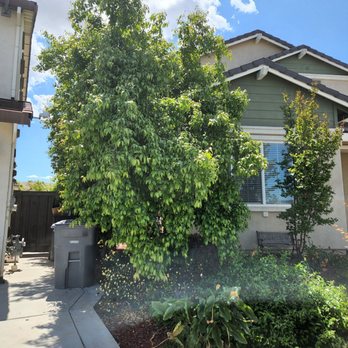 EG Tree Service - Tree Services Near Me EG Tree Service - Tree Services Near Me