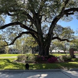 Iberville Parish Visitors Center - 300 yr old tree in front