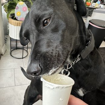The Grind Coffee Bar - Pup cup - Coffee & Tea Near Me - Staten Island, New York The Grind Coffee Bar - Pup cup - Coffee & Tea Near Me - Staten Island, New York