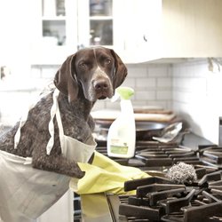 Mendoza's Cleaning - Pet friendly products
#homecleaning