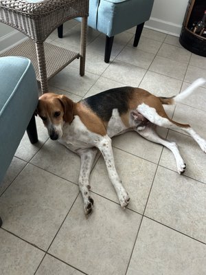 Charleston Animal Society by null