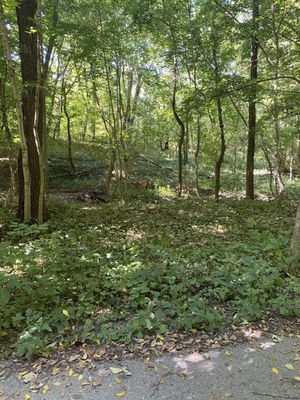 Cherokee Park by null