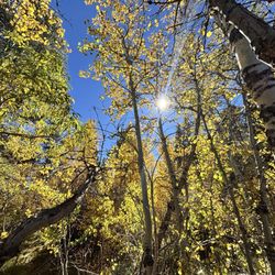 Taylor Creek Visitor Center - Aspens