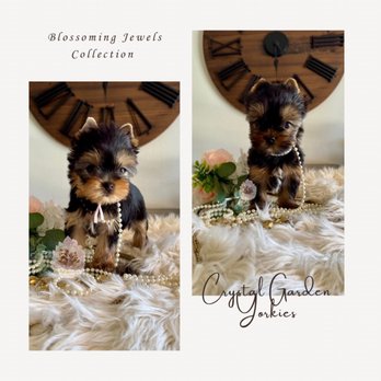 Crystal Garden Yorkies - Babydoll face Yorkie puppies - Pet Breeders Near Me Crystal Garden Yorkies - Babydoll face Yorkie puppies - Pet Breeders Near Me