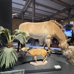 Museum für Naturkunde