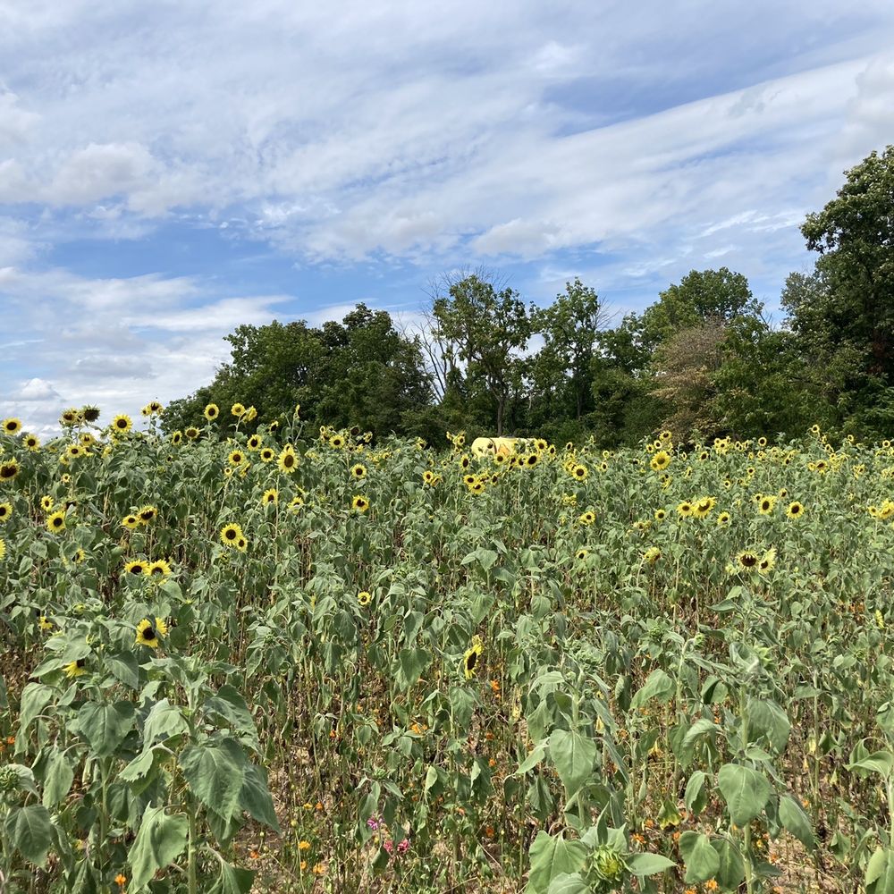 Hellerick’s Adventure Farm - Field of sunflowers. - Attraction Farms Near Me - Doylestown, Pennsylvania Hellerick’s Adventure Farm - Field of sunflowers. - Attraction Farms Near Me - Doylestown, Pennsylvania