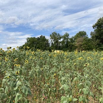 Hellerick’s Adventure Farm - Field of sunflowers. - Attraction Farms Near Me - Doylestown, Pennsylvania