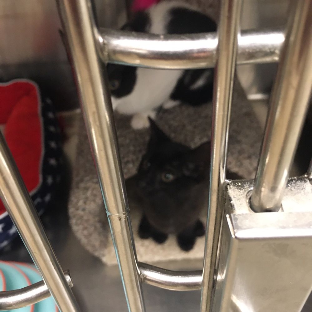 PetSmart - Cat for Adoption - Pet Training Near Me - Orlando, Florida PetSmart - Cat for Adoption - Pet Training Near Me - Orlando, Florida