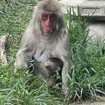 Lincoln Park Zoo - Zoos Near Me - Chicago, Illinois Lincoln Park Zoo - Zoos Near Me - Chicago, Illinois