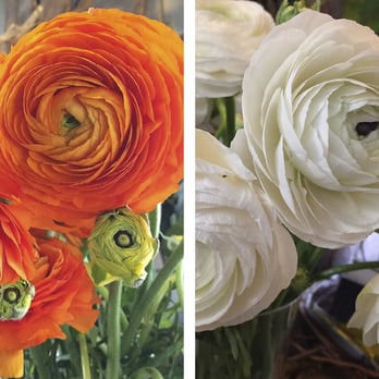 The Flowerfall - orange and white ranunculus - Florists Near Me - Westport, Connecticut
