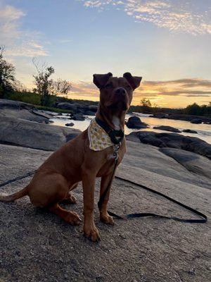 Lucky Dog Animal Rescue by null