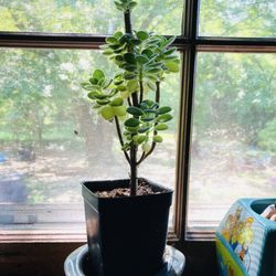 Sunnyside Nursery & Garden Center - Kitchen window plant