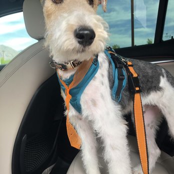 Dogtopia - Oro Valley - Handsome buddy! - Pet Boarding Near Me - Oro Valley, Arizona