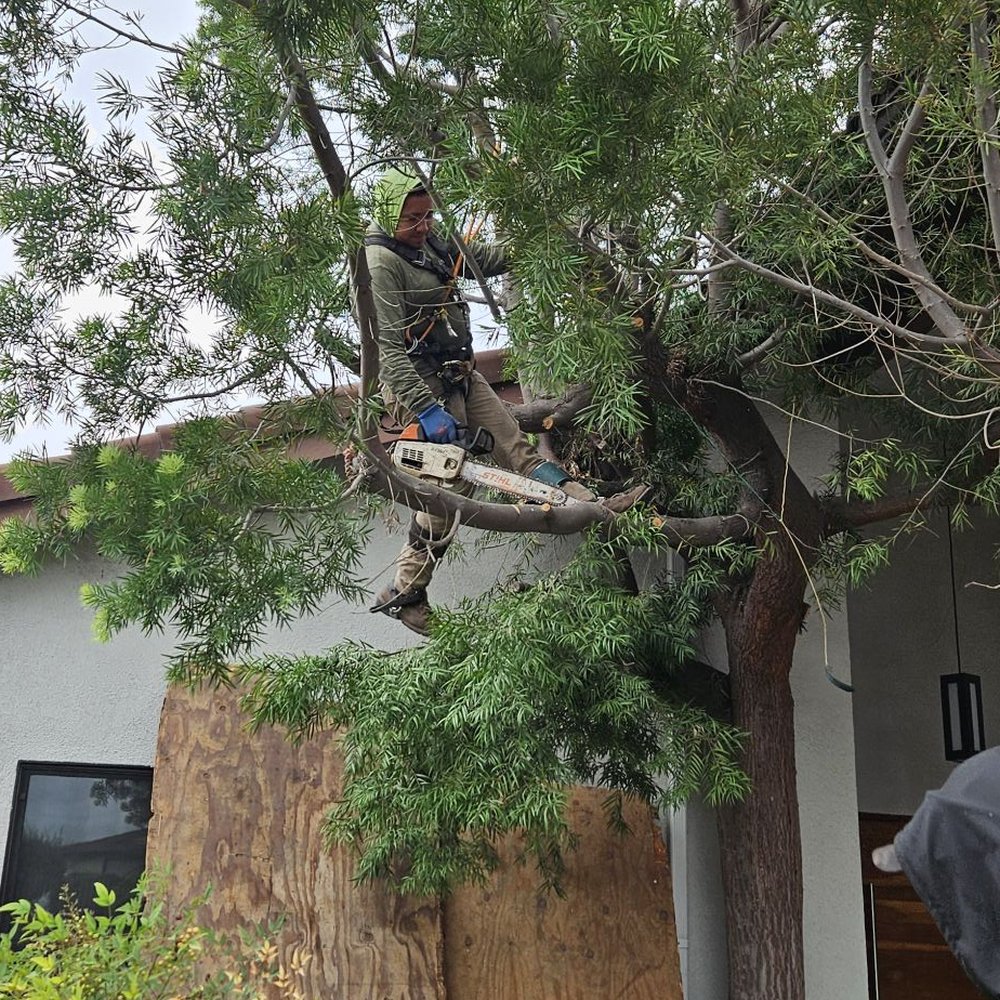 Guy in harness climbed up one of the trees with a chainsaw Guy in harness climbed up one of the trees with a chainsaw