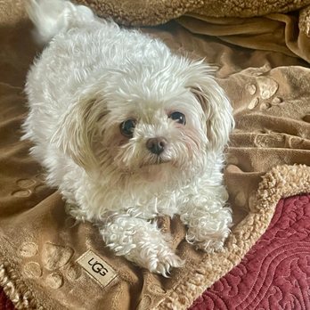 Hercules Pet Hospital - She got a comfy get well UGG blanket from her Auntie! - Veterinarians Near Me - Hercules, California
