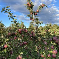 Dole's Orchard