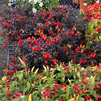 MJ Farm & Nursery - Nurseries & Gardening Near Me - Keller, Texas MJ Farm & Nursery - Nurseries & Gardening Near Me - Keller, Texas