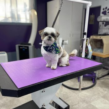 Passionate Paws - Pet Groomers Near Me - Bellingham, Washington Passionate Paws - Pet Groomers Near Me - Bellingham, Washington