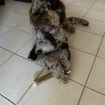Muddy Paws - Pet Groomers Near Me
