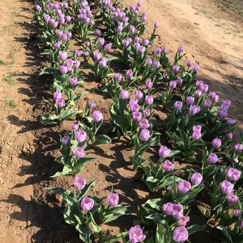 Texas-Tulips - Nurseries & Gardening Near Me - Pilot Point, Texas Texas-Tulips - Nurseries & Gardening Near Me - Pilot Point, Texas