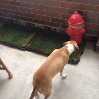 Pet Patio Pickup - Potty time. - Pet Services Near Me - Chicago, Illinois